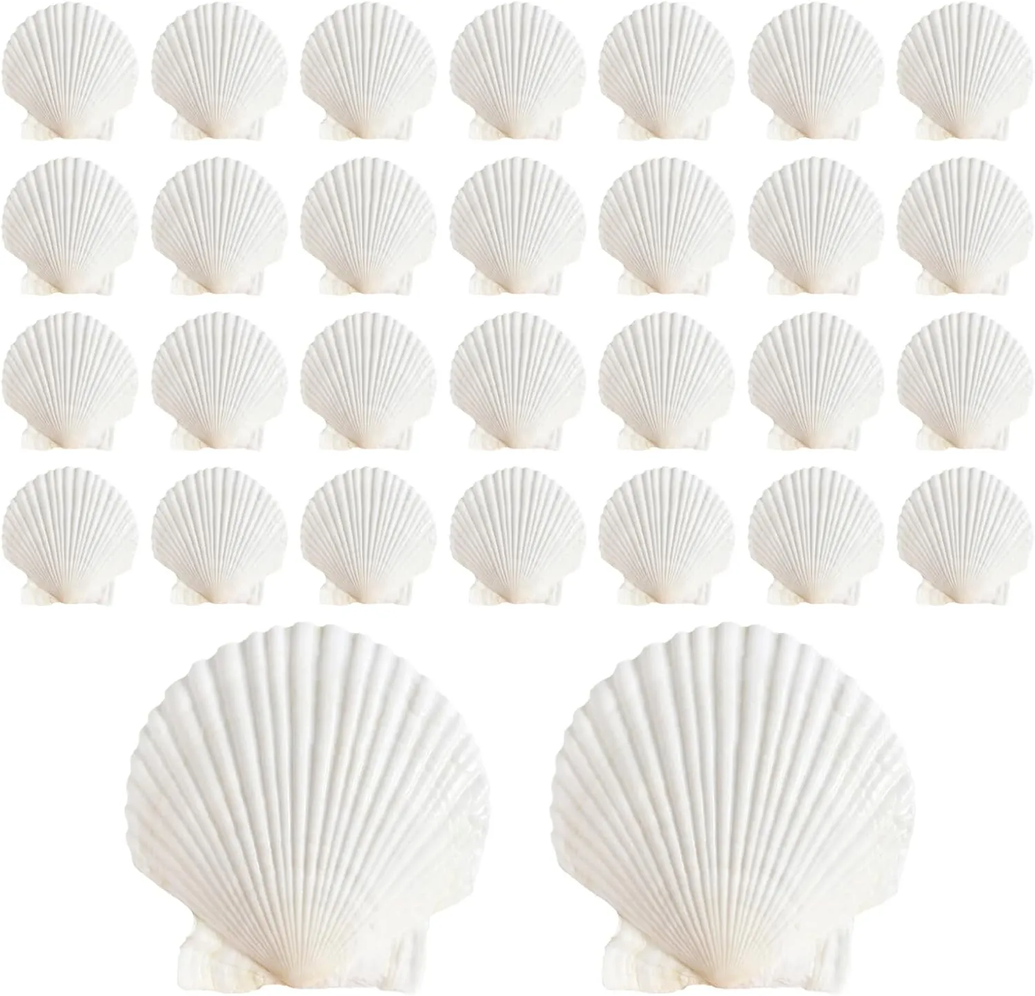 30Pcs Sea Shells, 2''-3'' Natural Scallop Crafts - DIY Beach Seashells Decorating Painting Ocean Themed Party Wedding Shell Bowl Jewelry Holder