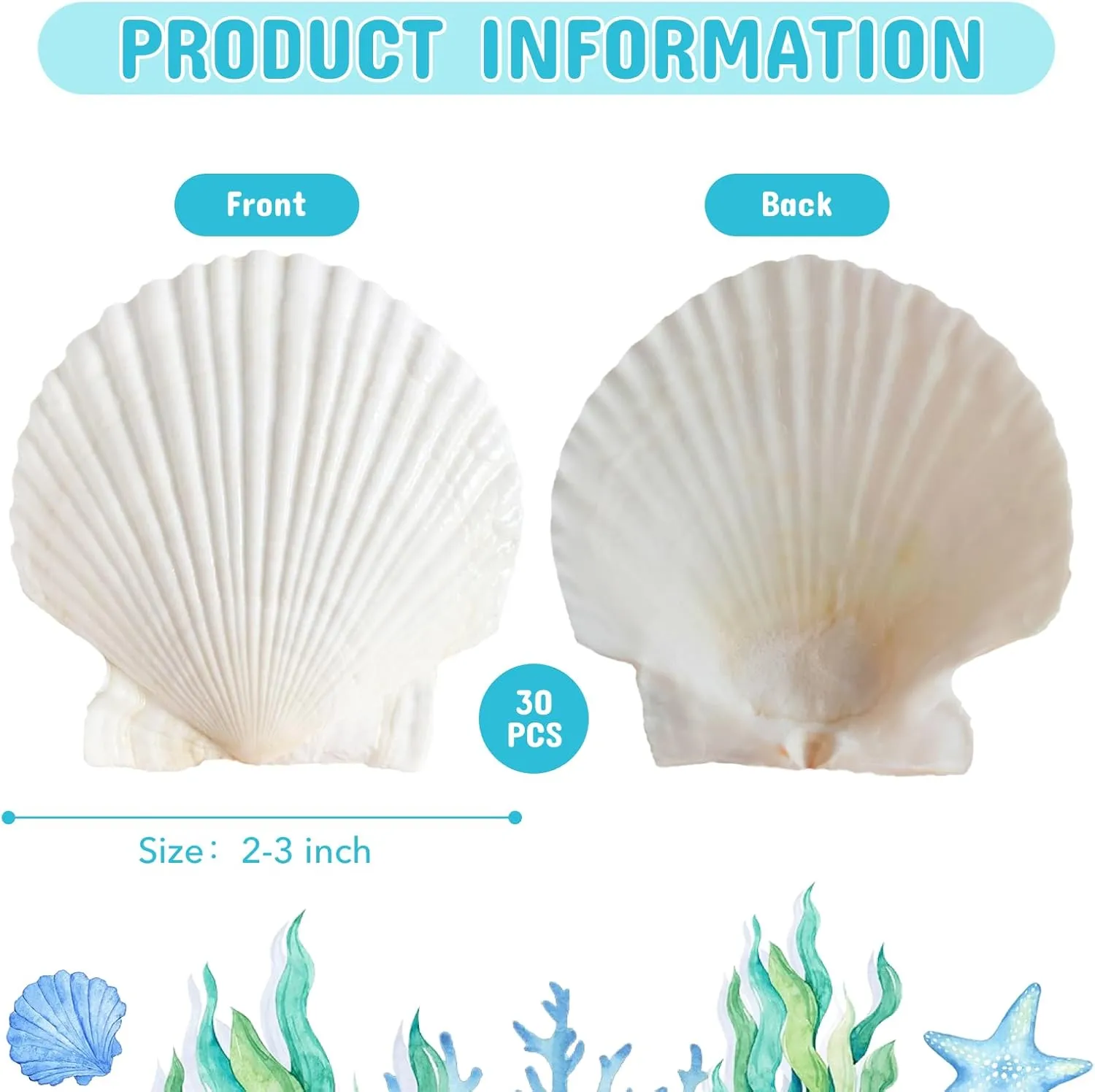 30Pcs Sea Shells, 2''-3'' Natural Scallop Crafts - DIY Beach Seashells Decorating Painting Ocean Themed Party Wedding Shell Bowl Jewelry Holder