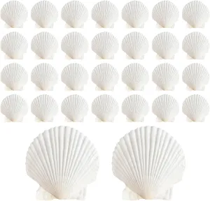 30Pcs Sea Shells, 2''-3'' Natural Scallop Crafts - DIY Beach Seashells Decorating Painting Ocean Themed Party Wedding Shell Bowl Jewelry Holder