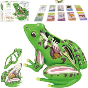 4D Vision Frog Anatomy Model, Detachable Frog Organs and Body Parts Model,Frog Dissection Kit for Educational Medical Teaching Equipment with 11 Knowledge Flash Cards and 23 Part Puzzle of Frog