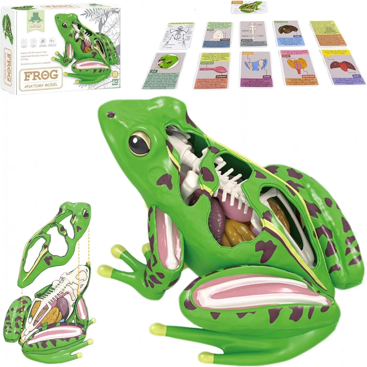 4D Vision Frog Anatomy Model, Detachable Frog Organs and Body Parts Model,Frog Dissection Kit for Educational Medical Teaching Equipment with 11 Knowledge Flash Cards and 23 Part Puzzle of Frog