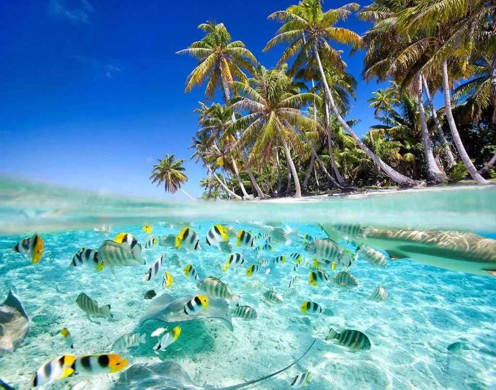 Beach Tropical Fish Jigsaw Puzzles 500 Pieces Wooden Puzzle Prop Summer Seaside Intellectual Fun Game Gifts for Family Adults Friends 20.5 x 15 in