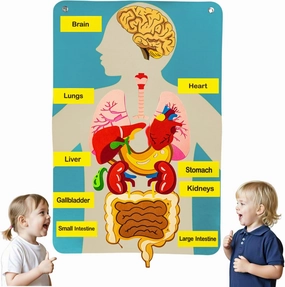 Human Body Model for Kids-Human Body Parts Learning Felt Board Set for Toddlers-Felt Wall Activities-Educational Storytelling Toy for Daycare Home Preschool School-Children's Day Gift
