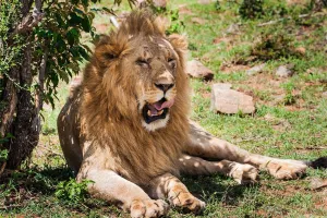 Lion Wooden Puzzles for Adults 1000 Piece Jigsaw Puzzles African Lion Pet Puzzle Game for Indoor Activity Family Game Toy Gifts（30" x 20"）