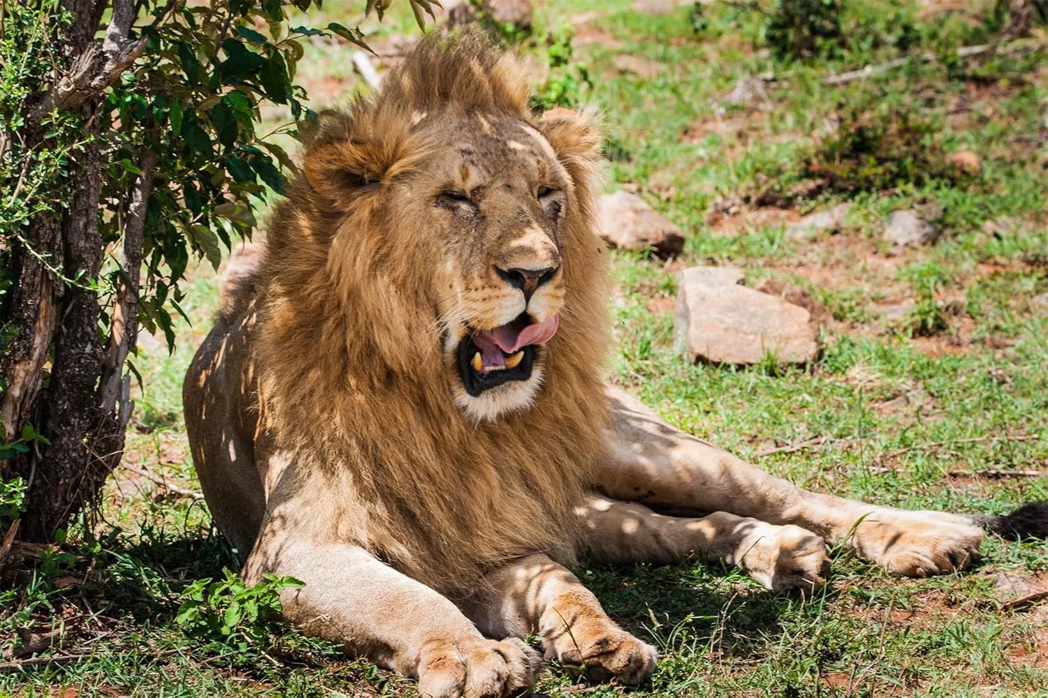 Lion Wooden Puzzles for Adults 1000 Piece Jigsaw Puzzles African Lion Pet Puzzle Game for Indoor Activity Family Game Toy Gifts（30" x 20"）
