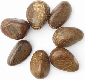 Medium Polished Tagua Nuts, 37-42 mm, Set of Seven