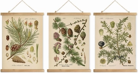 XIAOAIKA Conifer Botanical Wall Art Set - 3-Piece Vintage Pine and Evergreen Poster Prints with Wooden Hanging Frames, Ideal for Rustic Home and Cabin Decor, 12x16 inches